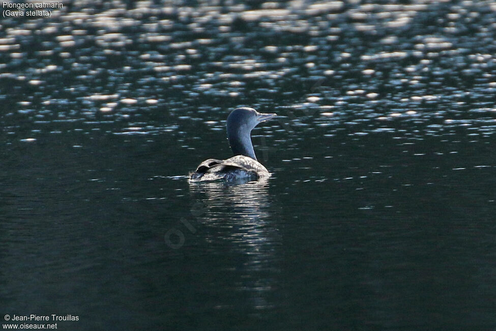 Plongeon catmarin