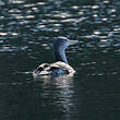 Plongeon catmarin