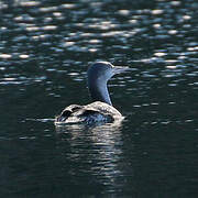 Plongeon catmarin