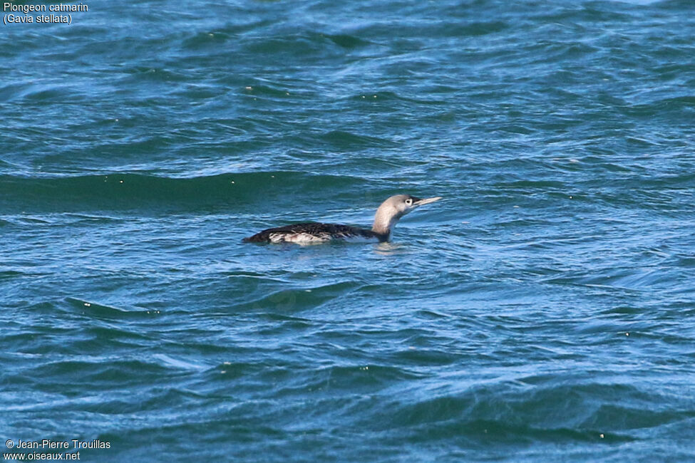 Red-throated Loon