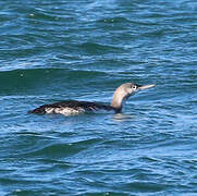 Plongeon catmarin