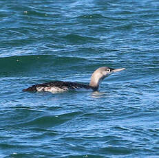 Plongeon catmarin