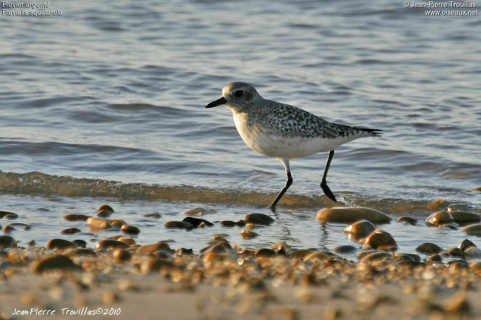 Grey Plover