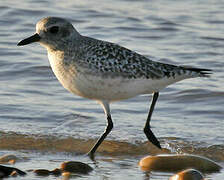 Grey Plover