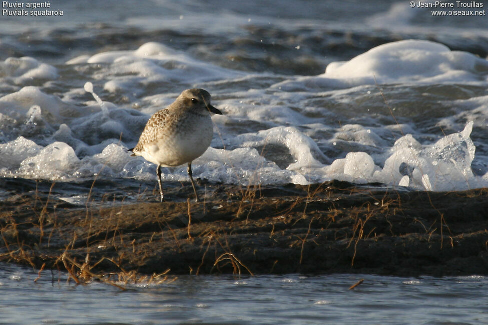 Pluvier argenté