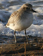 Grey Plover