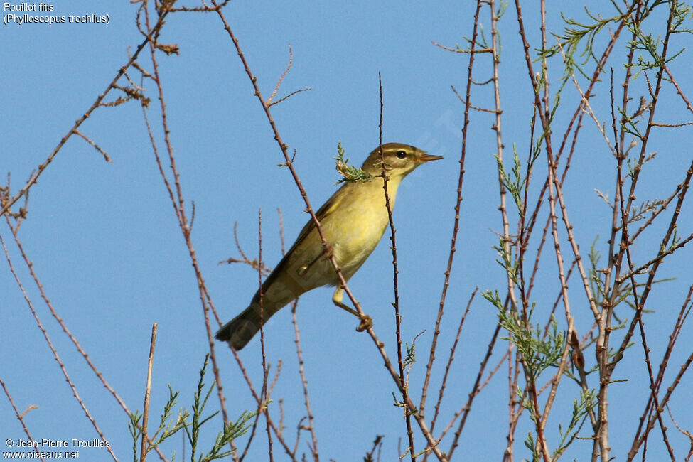 Willow Warbler