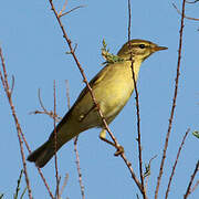 Willow Warbler