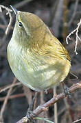 Common Chiffchaff