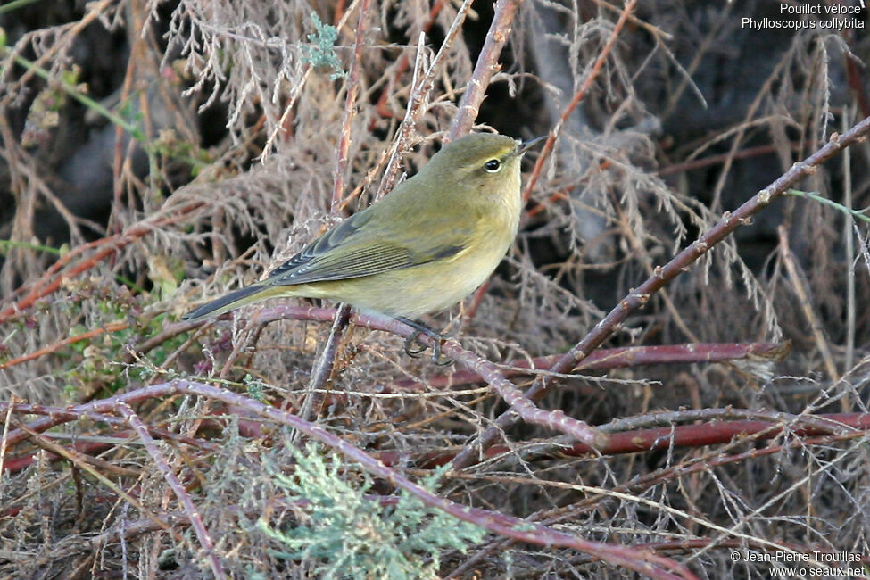 Common Chiffchaff