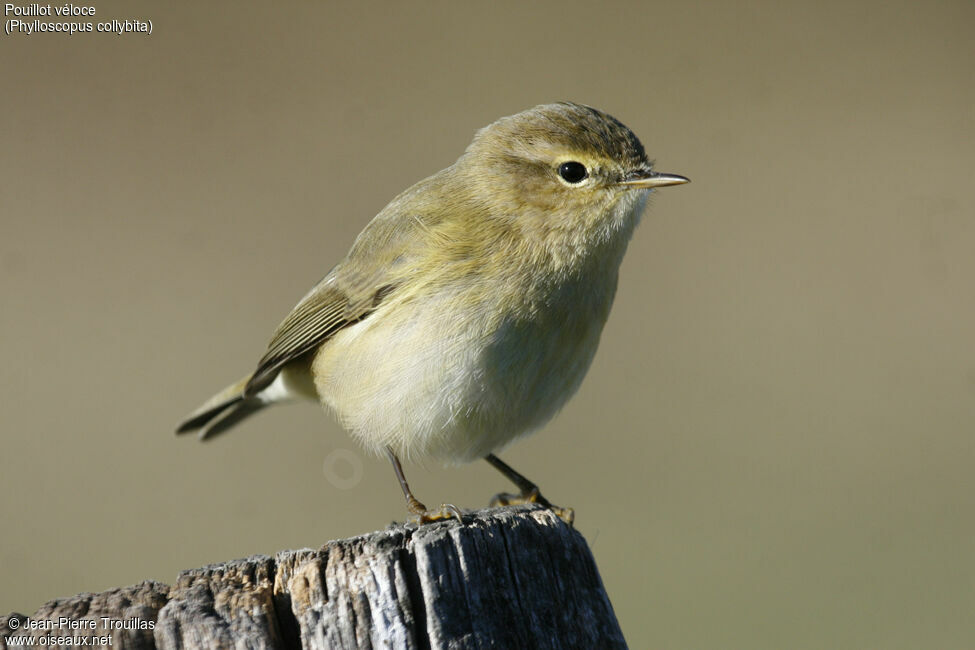 Common Chiffchaff