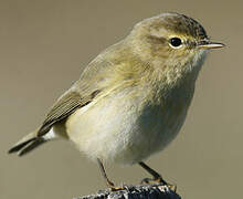 Common Chiffchaff