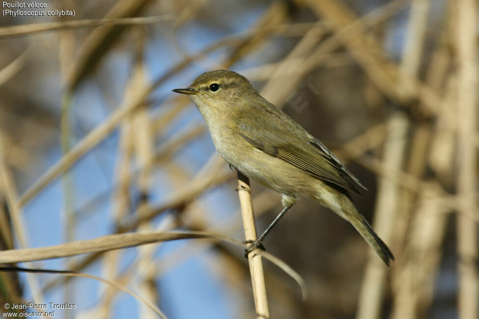 Common Chiffchaff