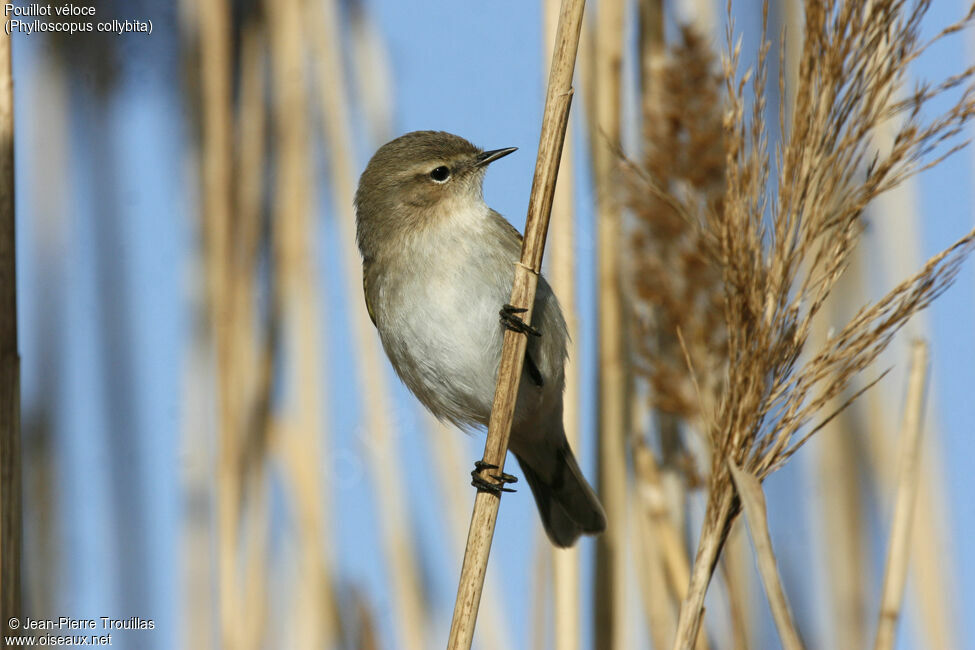 Common Chiffchaff