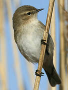 Common Chiffchaff