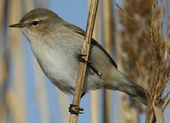 Common Chiffchaff