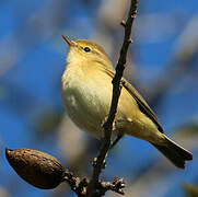 Common Chiffchaff