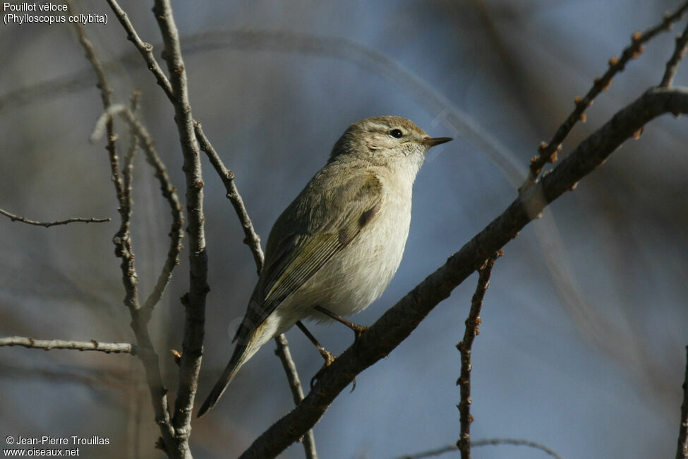 Common Chiffchaff