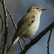 Common Chiffchaff