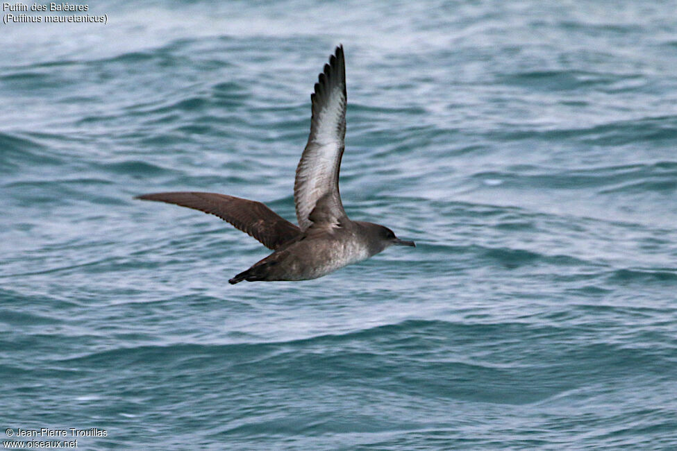 Puffin des Baléares