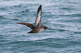 Balearic Shearwater