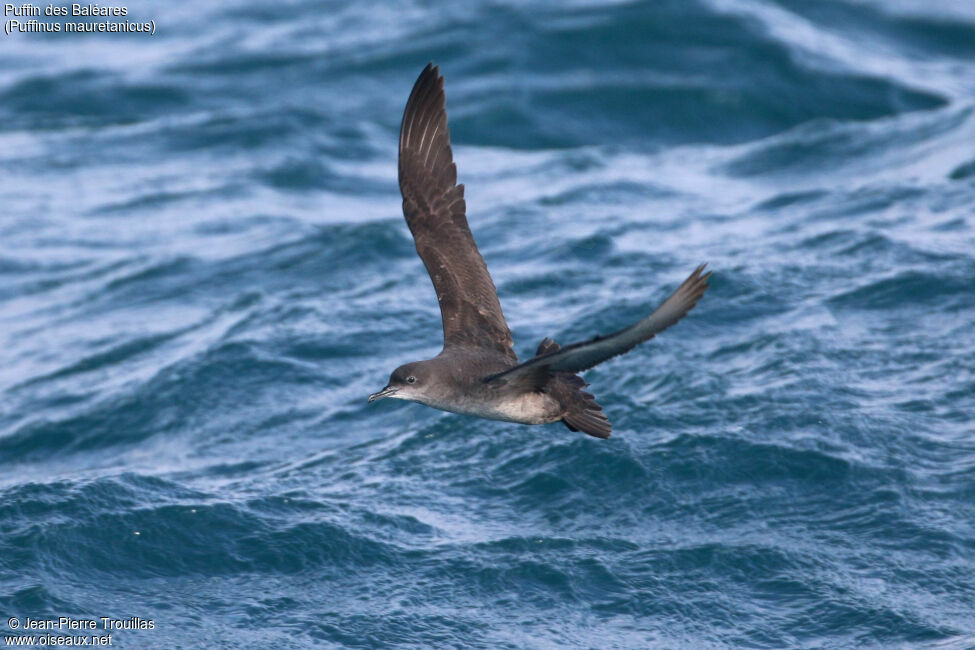 Puffin des Baléares