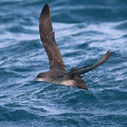 Balearic Shearwater