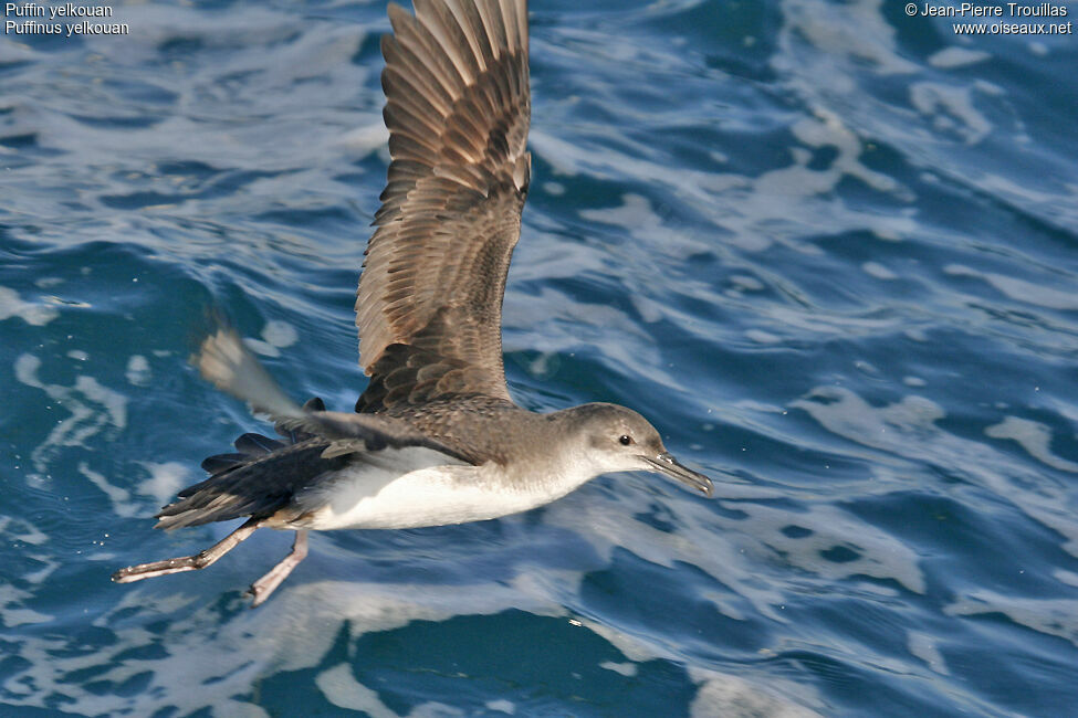 Yelkouan Shearwater