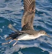 Yelkouan Shearwater