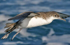 Yelkouan Shearwater