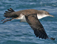 Yelkouan Shearwater