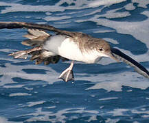 Yelkouan Shearwater