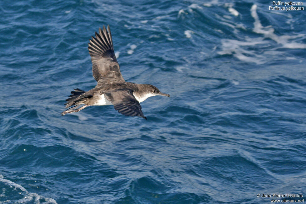 Yelkouan Shearwater