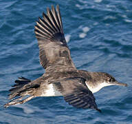 Yelkouan Shearwater