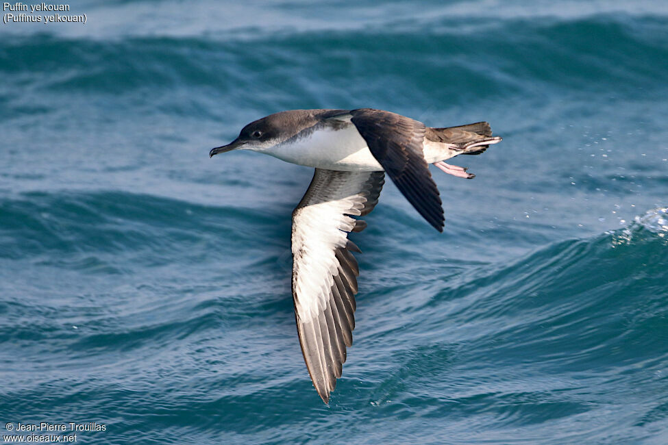 Yelkouan Shearwater