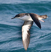 Yelkouan Shearwater