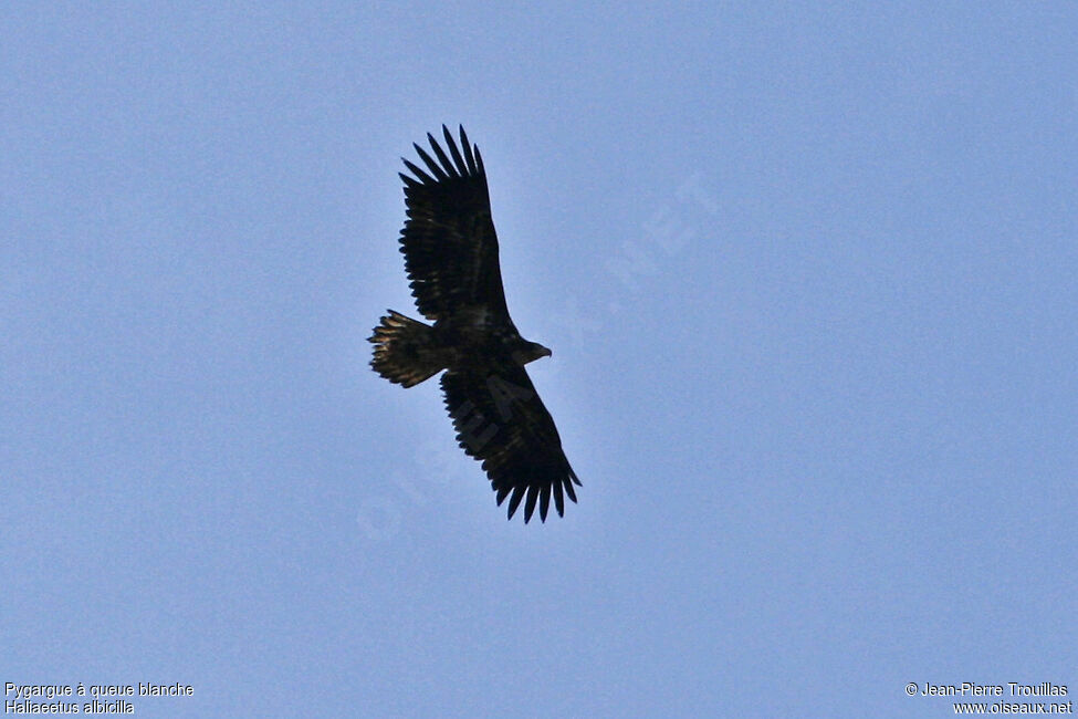 White-tailed Eagleimmature