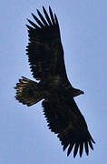 White-tailed Eagle