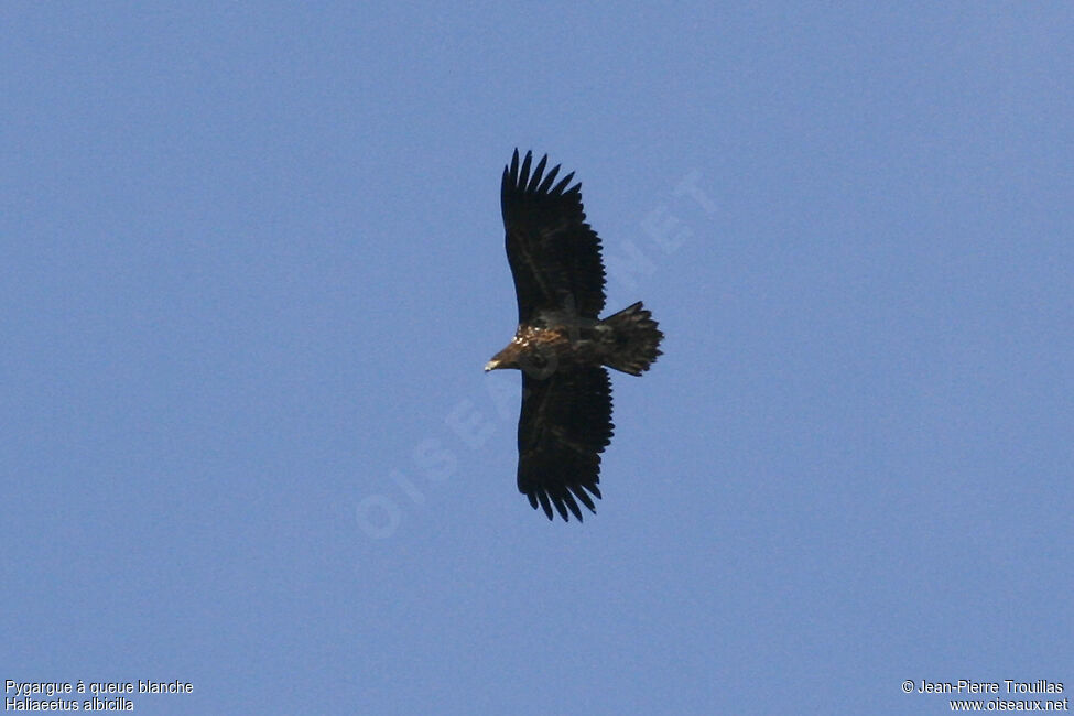 White-tailed Eagleimmature