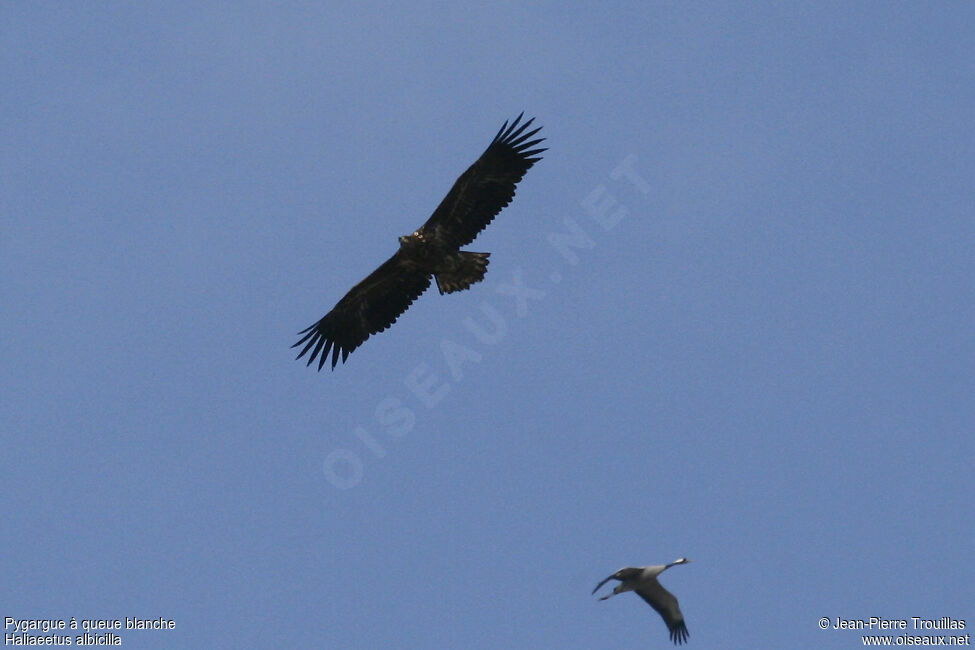 White-tailed Eagleimmature