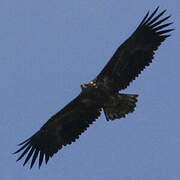 White-tailed Eagle