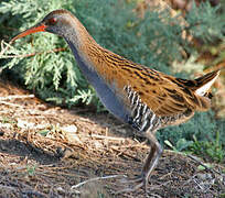 Water Rail