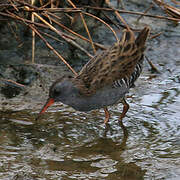 Water Rail