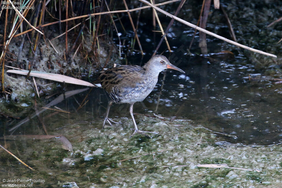 Râle d'eau