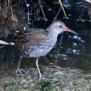 Water Rail