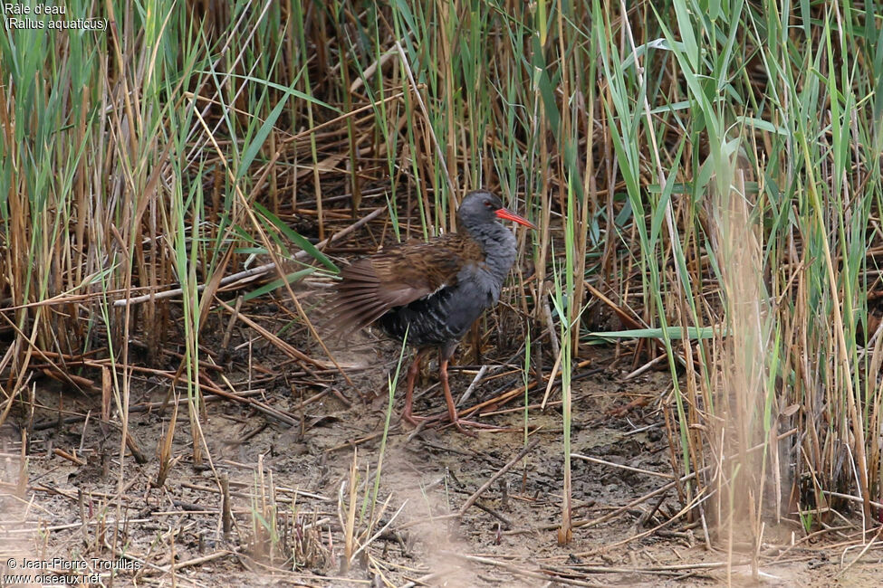 Water Rail