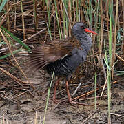 Water Rail