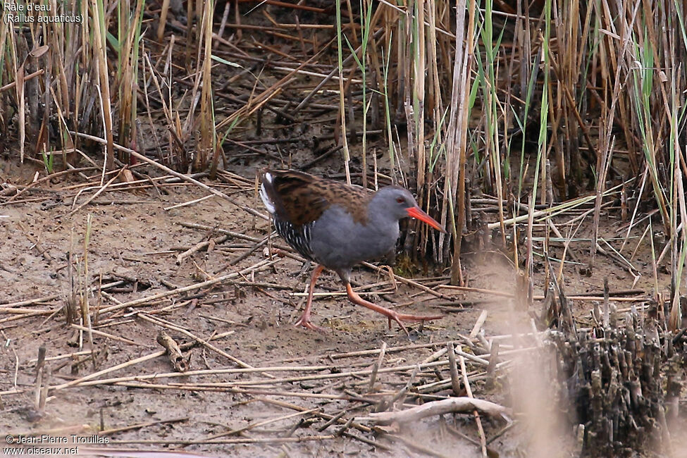 Water Rail