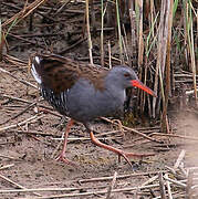 Water Rail