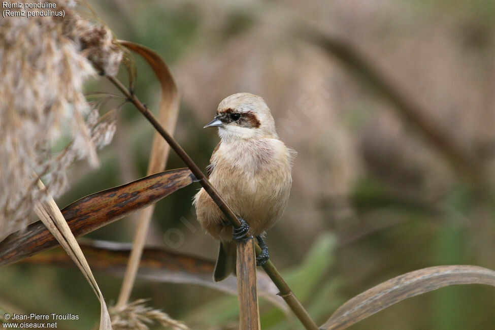 Rémiz penduline